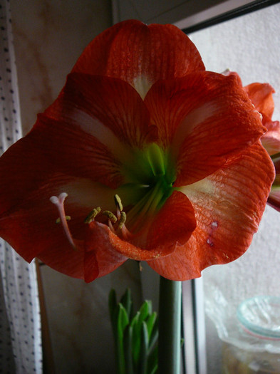 Picture 036 - amaryllis