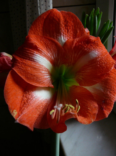 Picture 037 - amaryllis