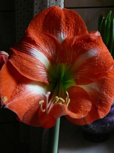 Picture 038 - amaryllis