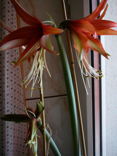 Picture 113 - amaryllis