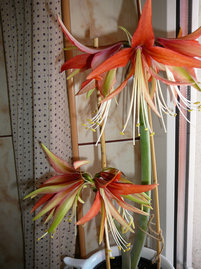 Picture 118 - amaryllis