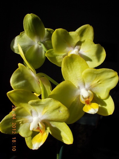 DSCN1090_foarte parfumata - Orhidee 2012