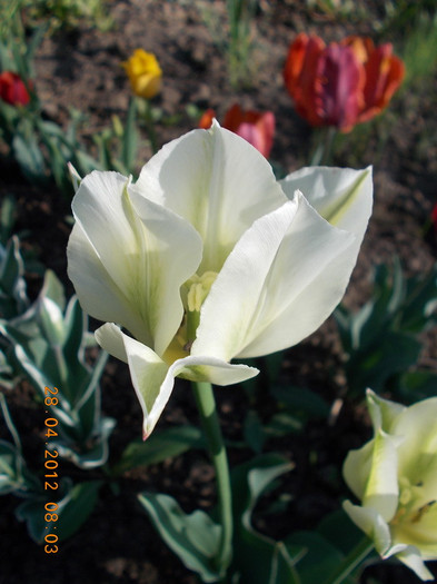 DSCN0975_resize - anotimpuri inflorite 2012