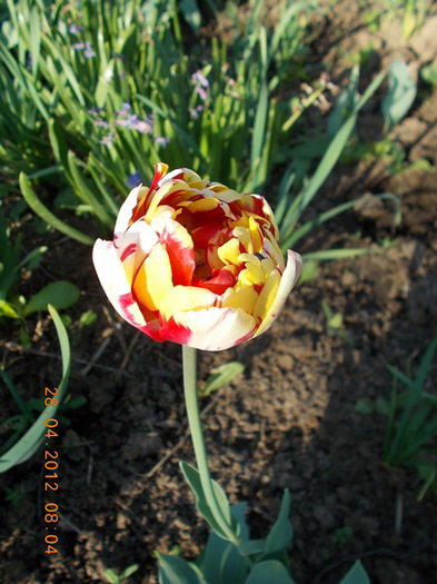 DSCN0982_resize - anotimpuri inflorite 2012