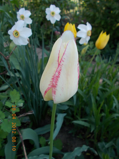 DSCN1007_resize - anotimpuri inflorite 2012