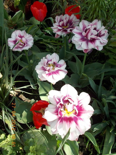 DSCN0895_resize - anotimpuri inflorite 2012