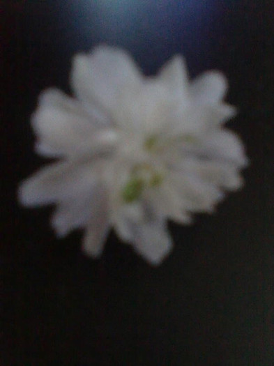 prunus  alba