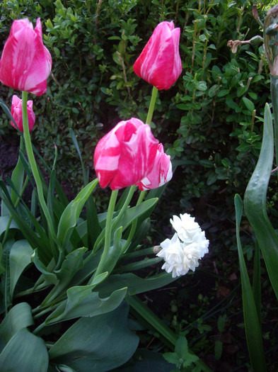 IMGP1659 - Flori 2012