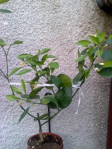 portocal rosu