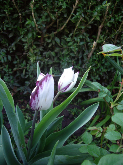 IMGP1660 - Flori 2012