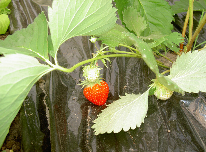 CAPSUNI SOLAR - 2012 Solar