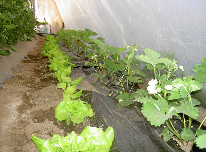 CAPSUNI SI SALATA SOLAR