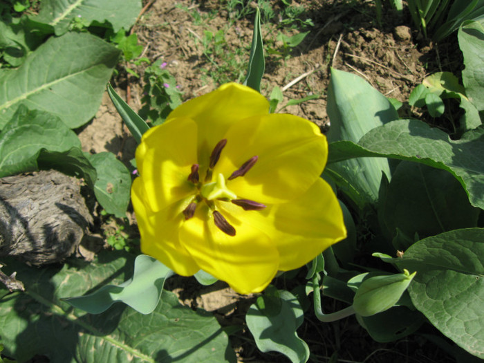 IMG_0652 - mii de flori