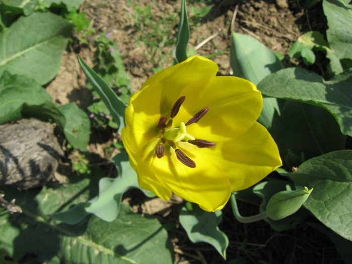 IMG_0653 - mii de flori