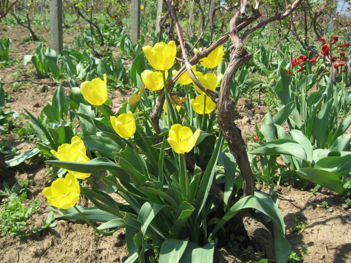 IMG_0654 - mii de flori