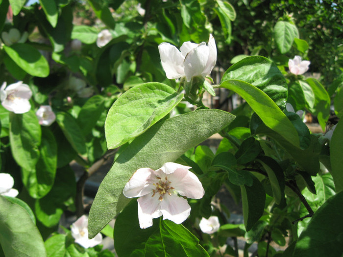 flori de gutui - pomi fructiferi