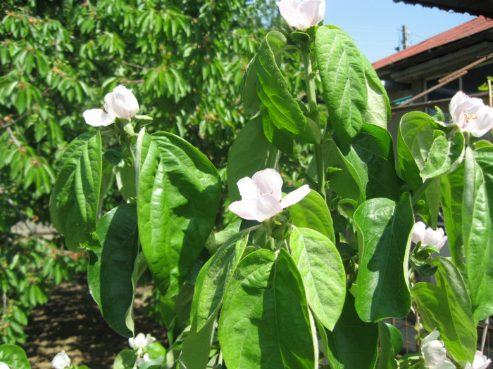 flori de gutui - pomi fructiferi