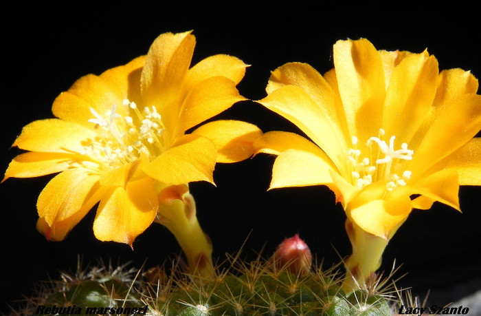 Rebutia marsoneri - cactusi 2012