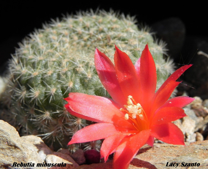 Rebutia minuscula - cactusi 2012