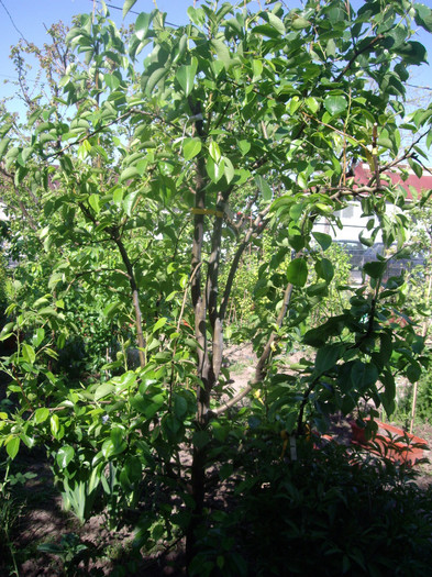 par,altoit in coroana cu 9 soiuri  pere