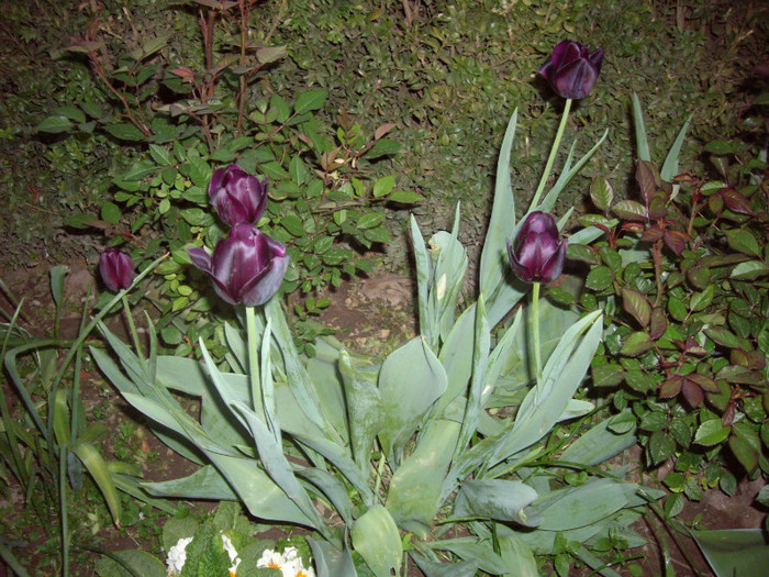 IMGP1704 - Flori 2012