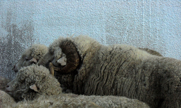 berbec tigau Bran; tigai
