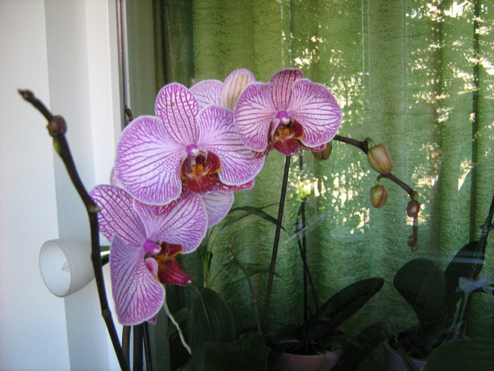 26.04.2012 Nu am rezistat si am mai cumparat una. - Orhidee Phalaenopsis