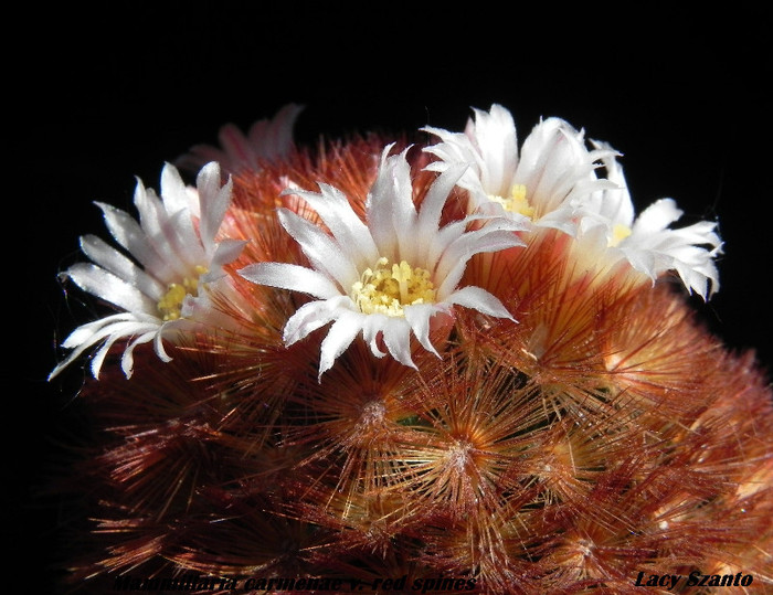 Mammillaria carmenae v. red spines - cactusi 2012