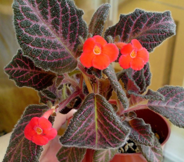 Episcia Kee Wee - Flori