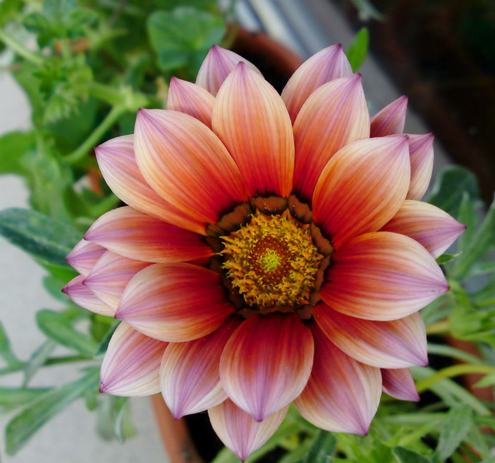 Gazania - Flori