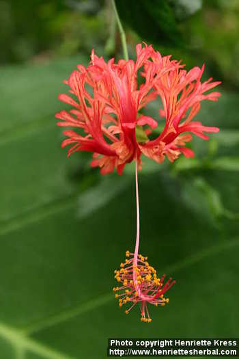 d04_1857_hibiscus-schizopetalus[1] - VA ROG AJUTATI-MA CU LASTARI DE HIBI ORICE CULOARE