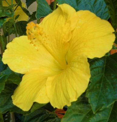 yellow-hibiscus-21313973[1] - VA ROG AJUTATI-MA CU LASTARI DE HIBI ORICE CULOARE
