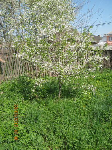 IMG_1218 - april 2012