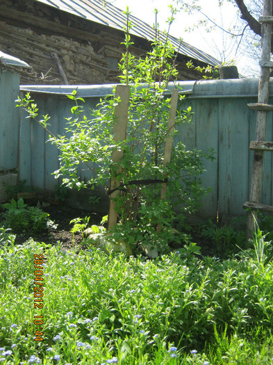 IMG_1220 - april 2012