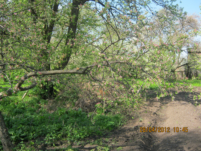 IMG_1224 - april 2012