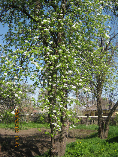 IMG_1228 - april 2012