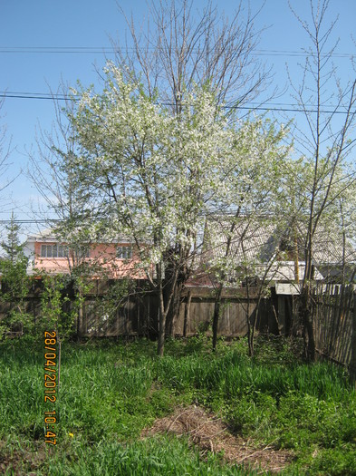 IMG_1231 - april 2012