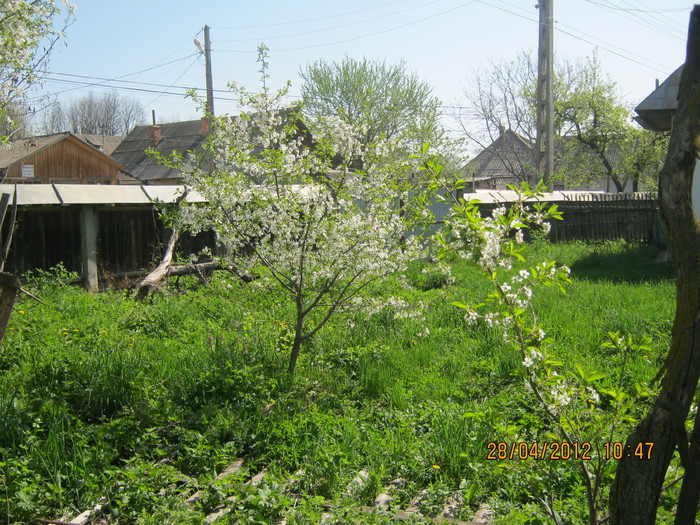 IMG_1232 - april 2012