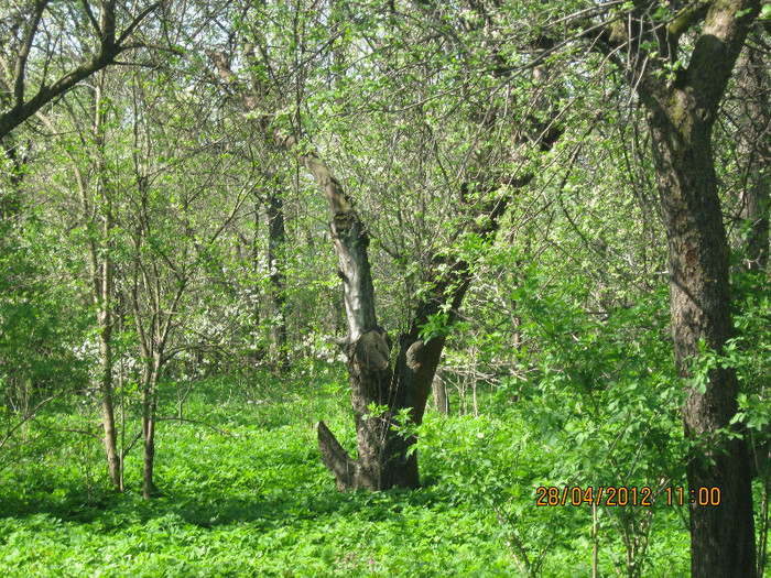IMG_1239 - april 2012