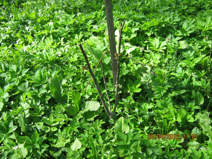 IMG_1242 - april 2012