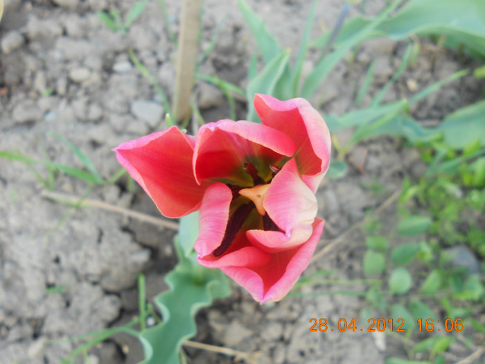 DSCN0734 - Lalelele 2012