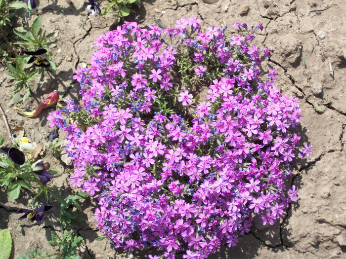 100_8978 - phlox subulata 2012