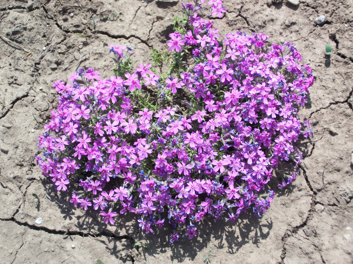 100_8976 - phlox subulata 2012