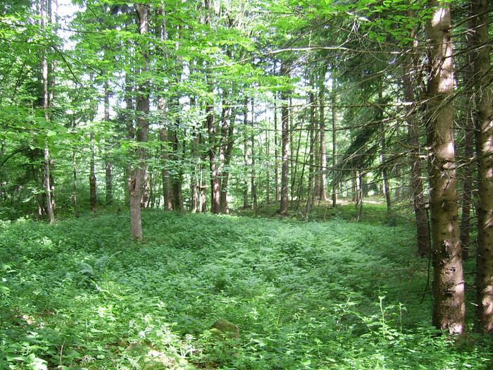 33. Prin padure...la Scutaru