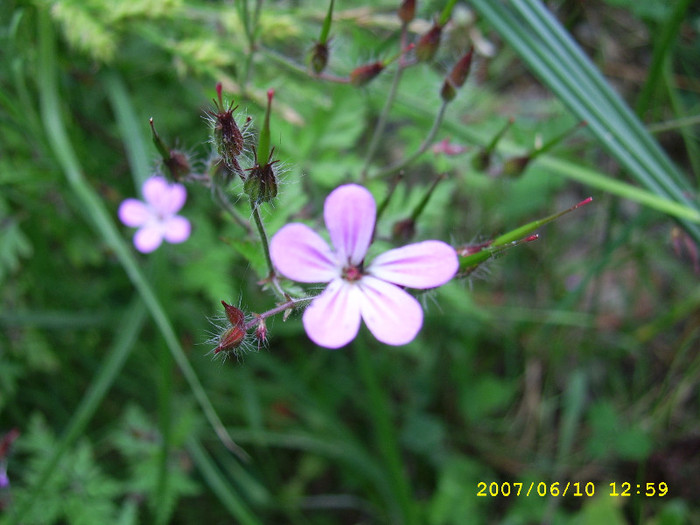 79 - SCUTARU - un colt de paradis