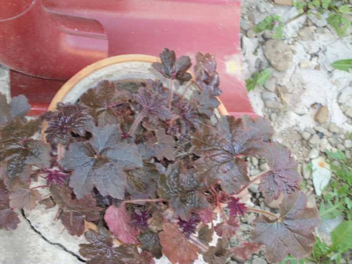 100_9007 - heuchera 2012