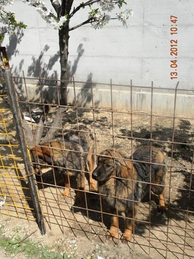 DSCN3361 - Ra si Thor