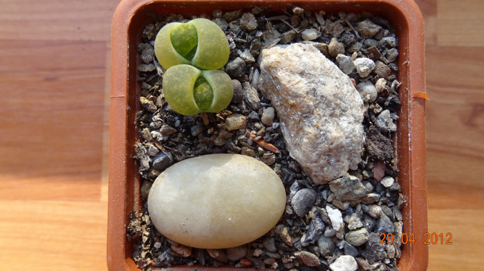 L.Lesliei Albinigold C36B I am din 08.Okt.2009