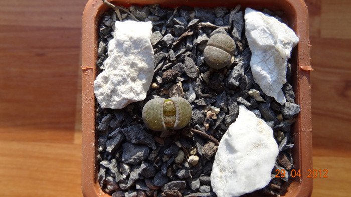 L.Hallii I am din 24.Iun.2011 - Lithops 2012