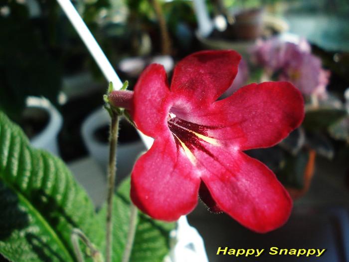 Happy Snappy (29-04-2012) - Streptocarpusi 2012